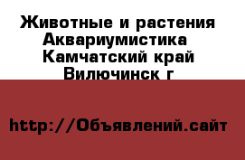 Животные и растения Аквариумистика. Камчатский край,Вилючинск г.